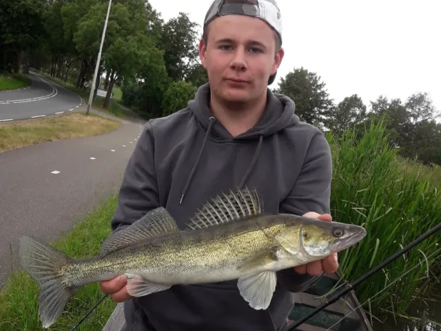 Zander
