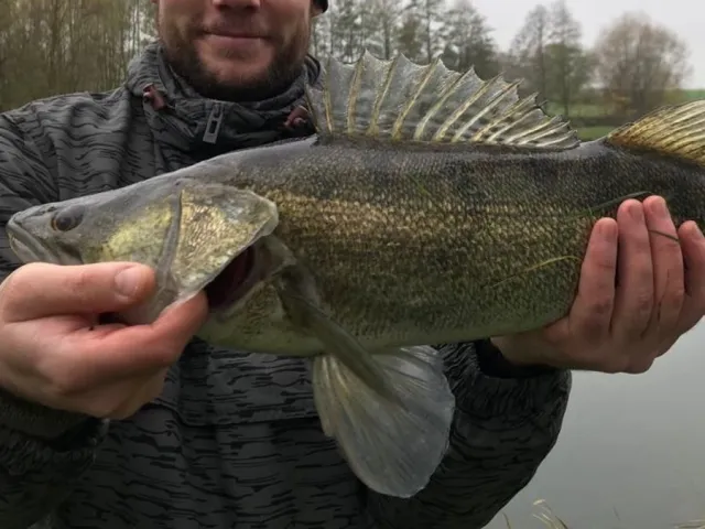 Zander