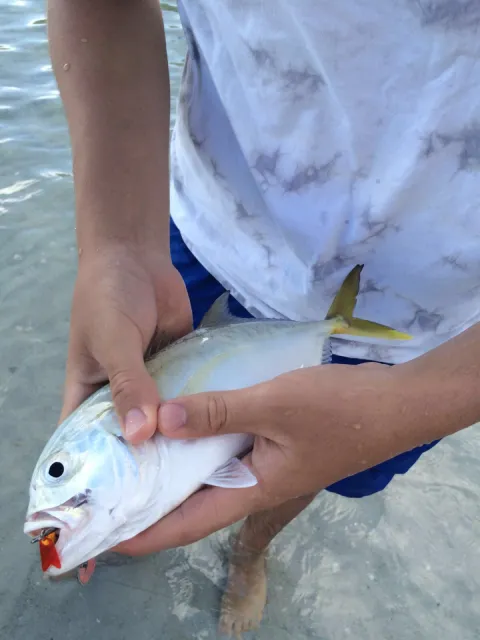Amberjack