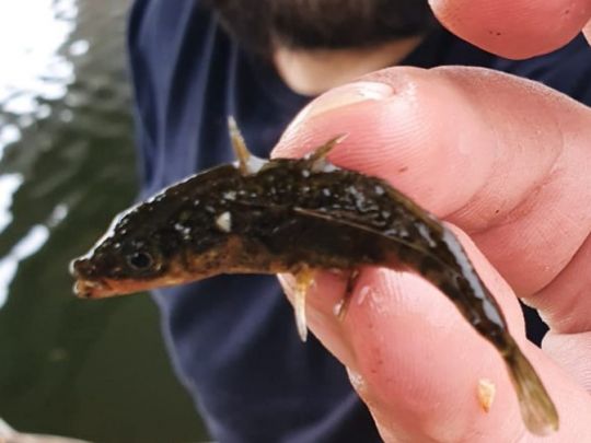 Dreistachliger Stichling