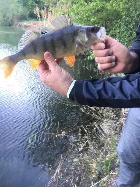 Flussbarsch