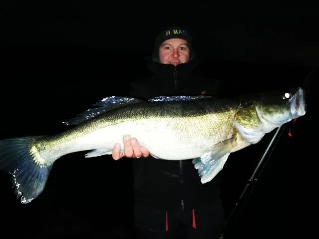 Zander