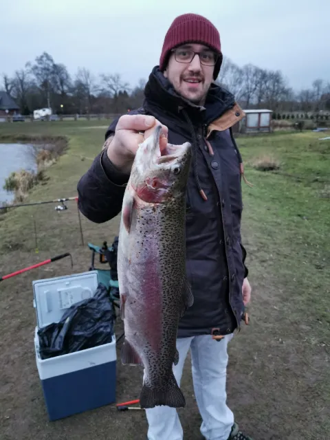 Regenbogenforelle