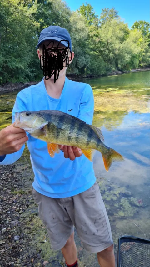 Flussbarsch