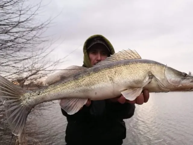 Zander