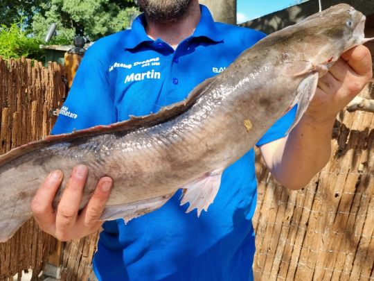 Afrikanischer Raubwels