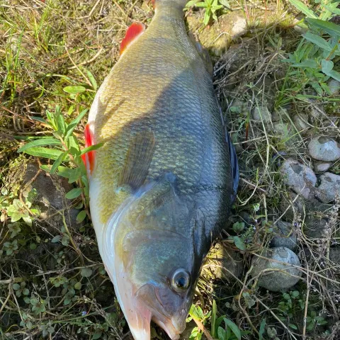 Flussbarsch
