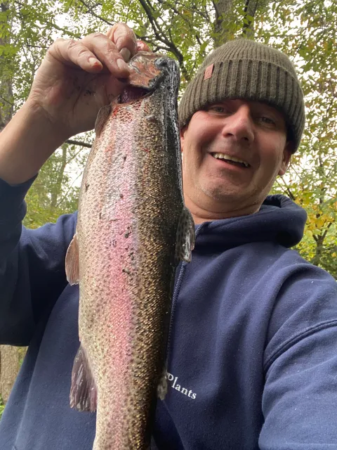 Regenbogenforelle