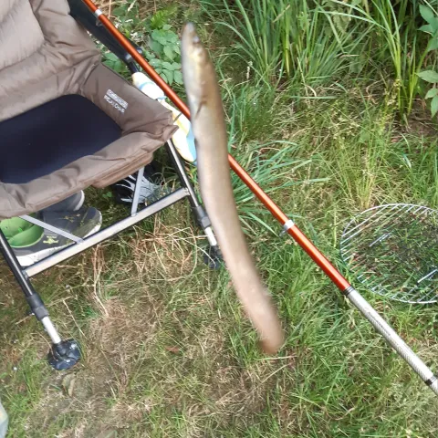 Aal