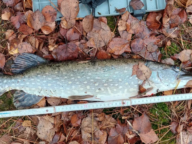 Hecht