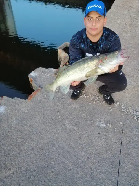 Zander