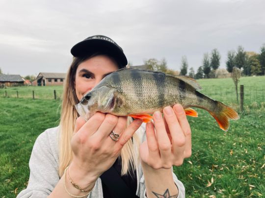Flussbarsch