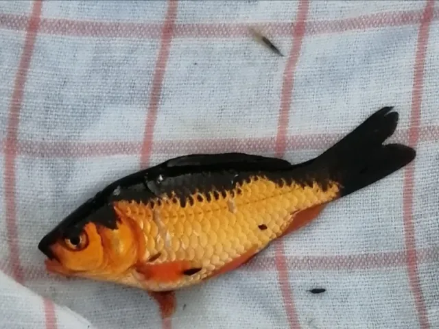 Goldfisch