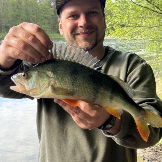 Flussbarsch