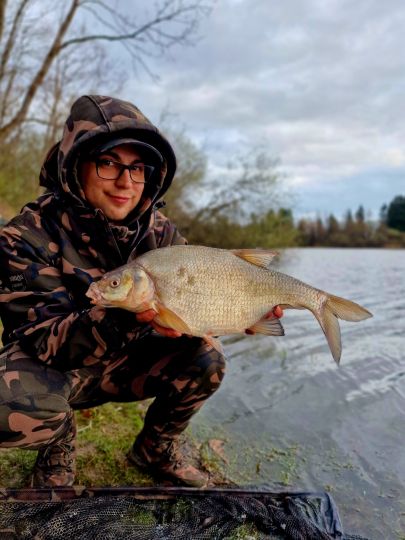 Brachse