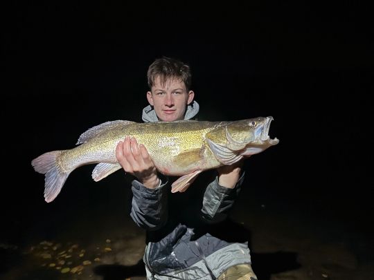 Zander