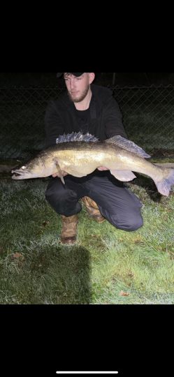 Zander