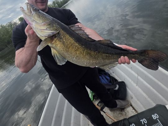 Zander