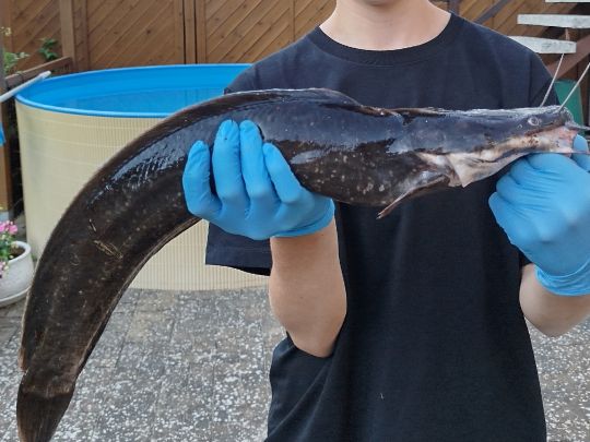 Afrikanischer Raubwels