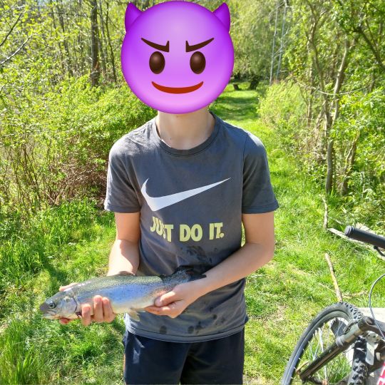 Regenbogenforelle