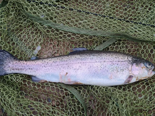 Regenbogenforelle