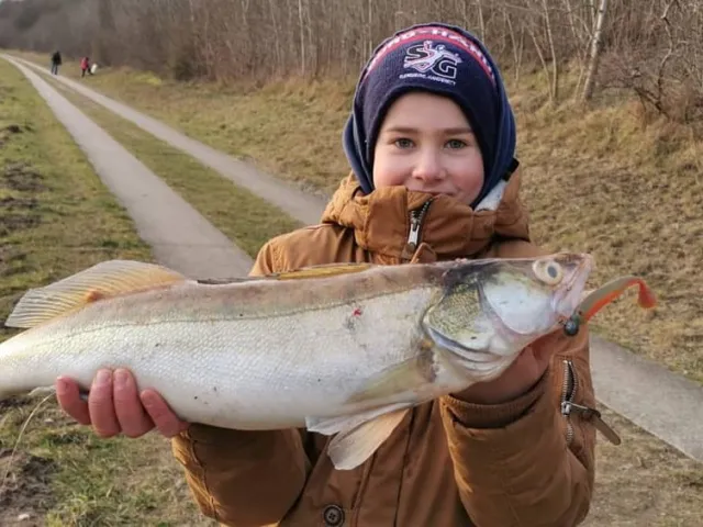 Zander
