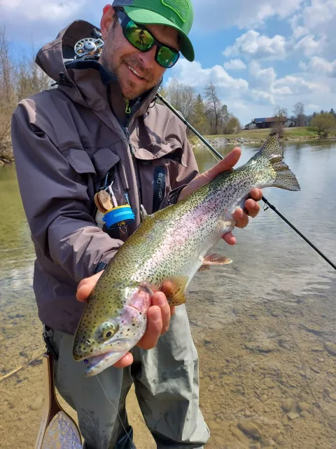 Regenbogenforelle