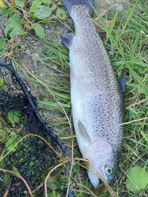 Regenbogenforelle