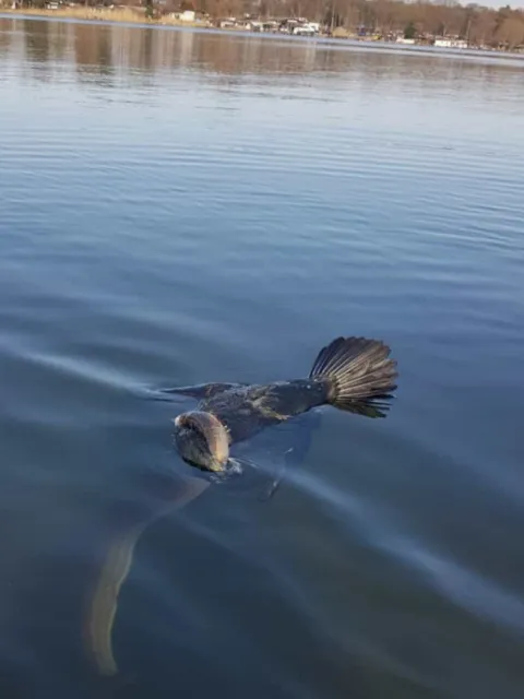 Aal