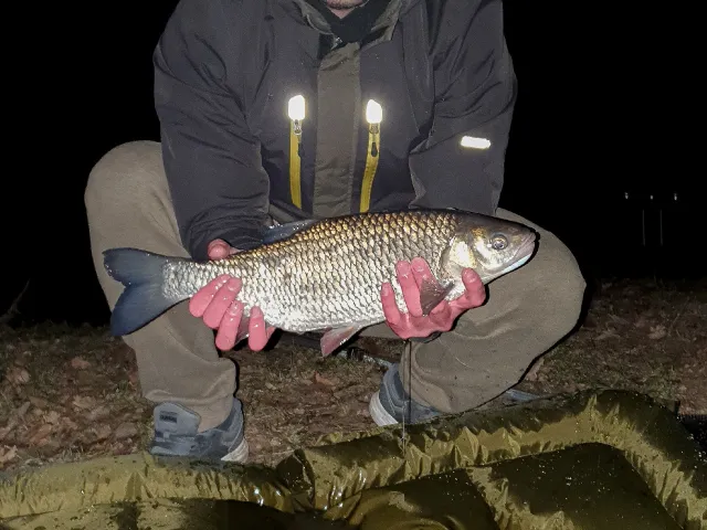 Döbel