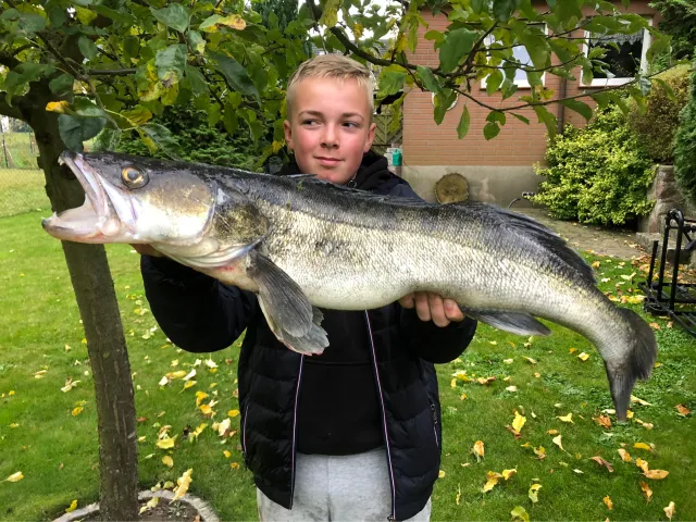 Zander