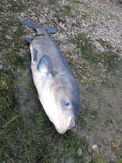 Marmorkarpfen