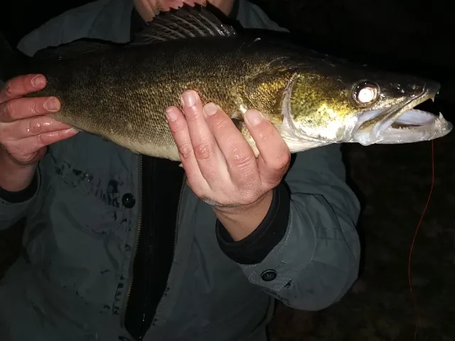 Zander