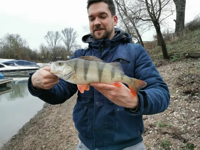 Flussbarsch