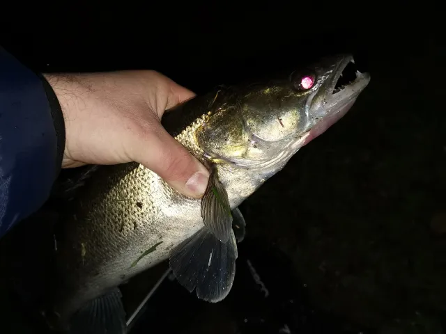 Zander