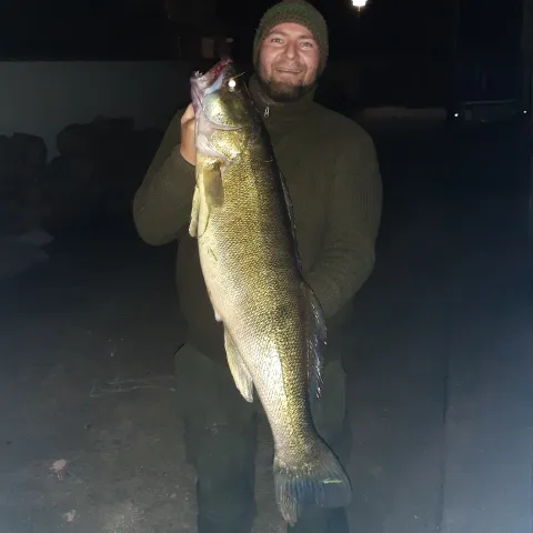 Zander