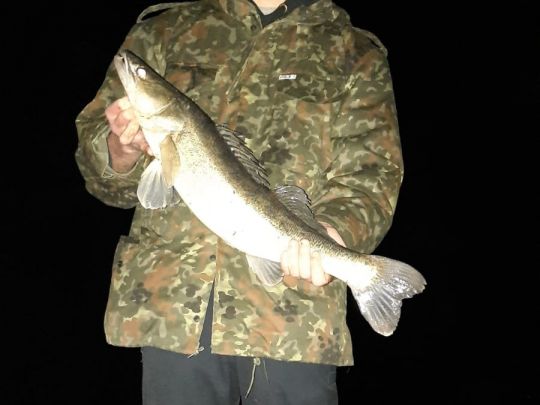Zander