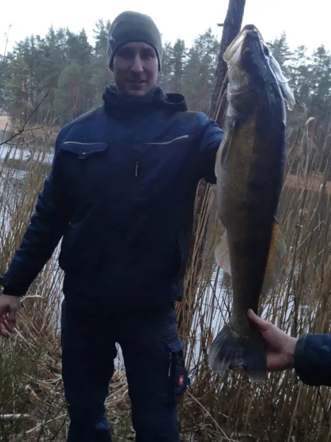 Zander