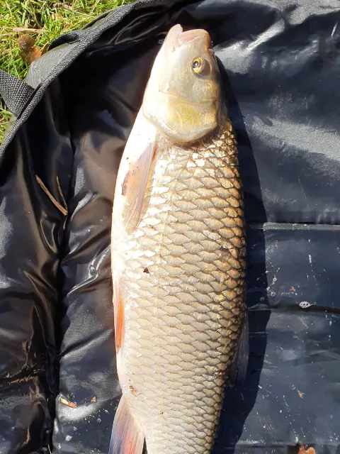Döbel