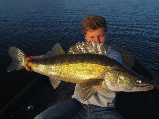 Zander