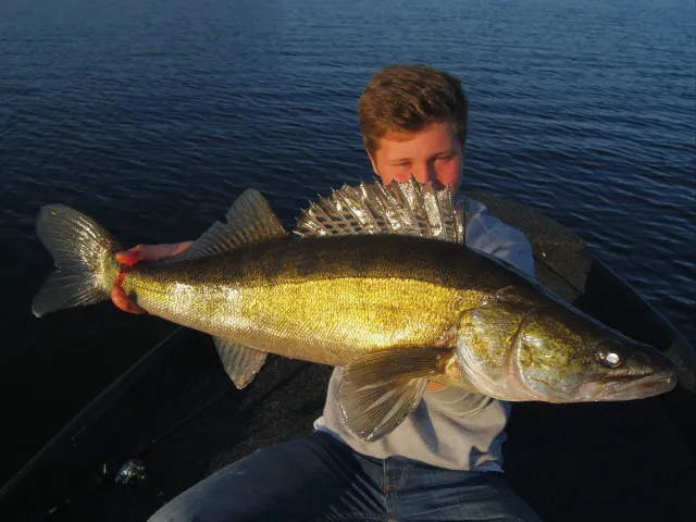 Zander