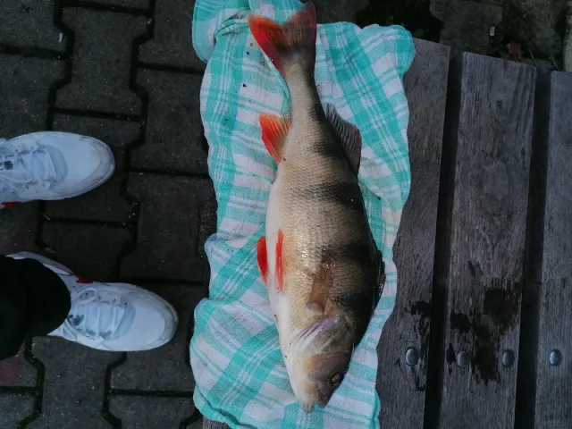 Flussbarsch