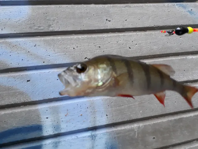 Flussbarsch
