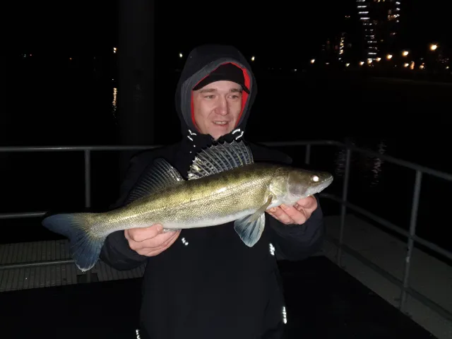 Zander