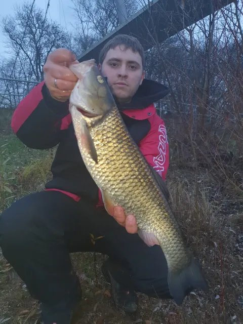Döbel