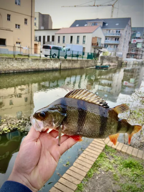 Flussbarsch