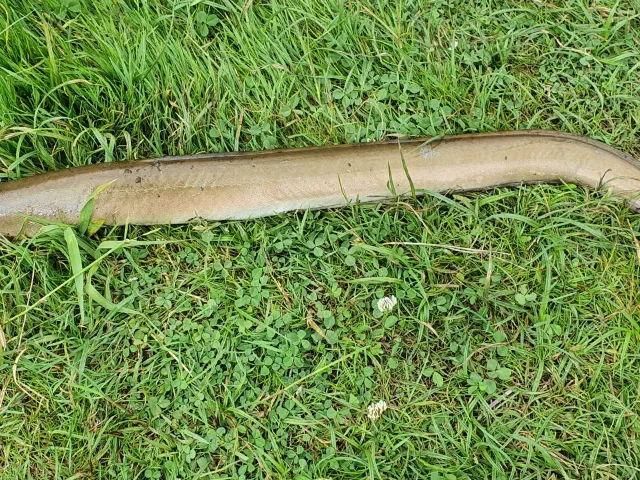 Aal