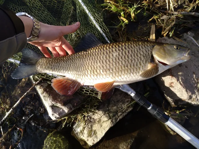 Döbel
