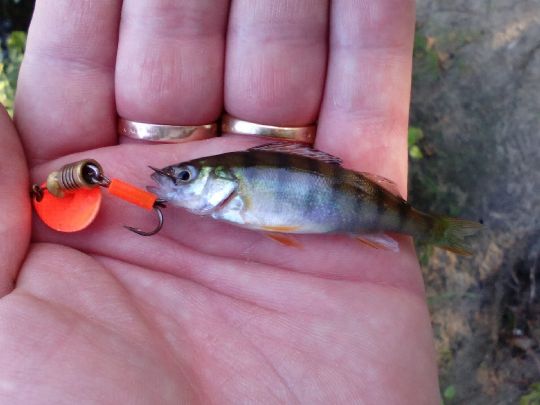 Flussbarsch