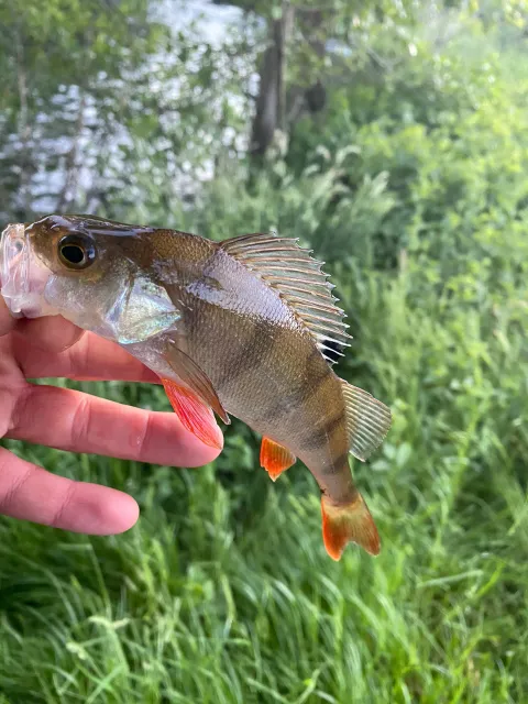 Flussbarsch